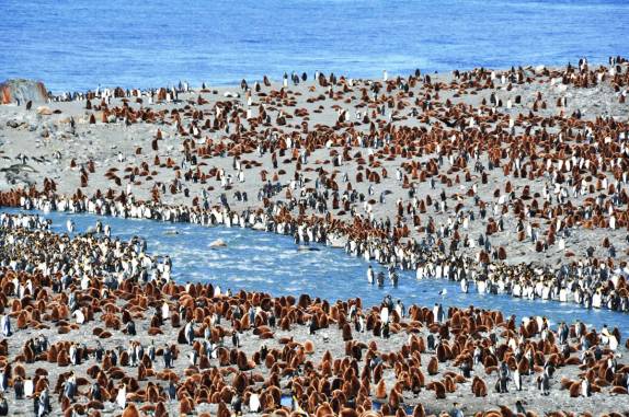 Milhares de pinguins se amontoam ao redor de rio em St Andrews Bay, na Geórgia do Sul, a maior colônia de pinguins rei do mundo (foto de Susan Pairaudeau)